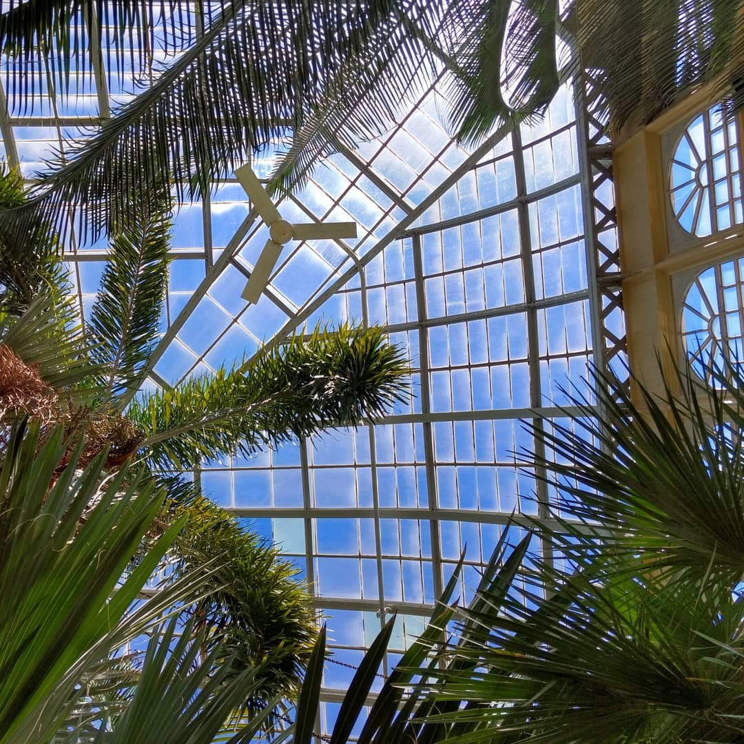 Looking up in the Palm House on a clear day