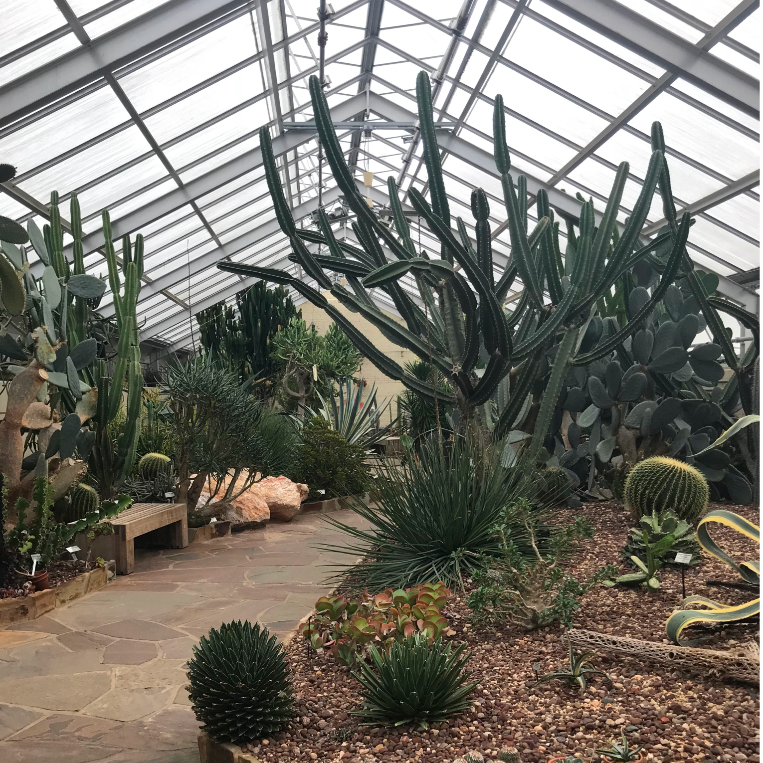 Various cacti, some growing tall toward the ceiling in the Desert House