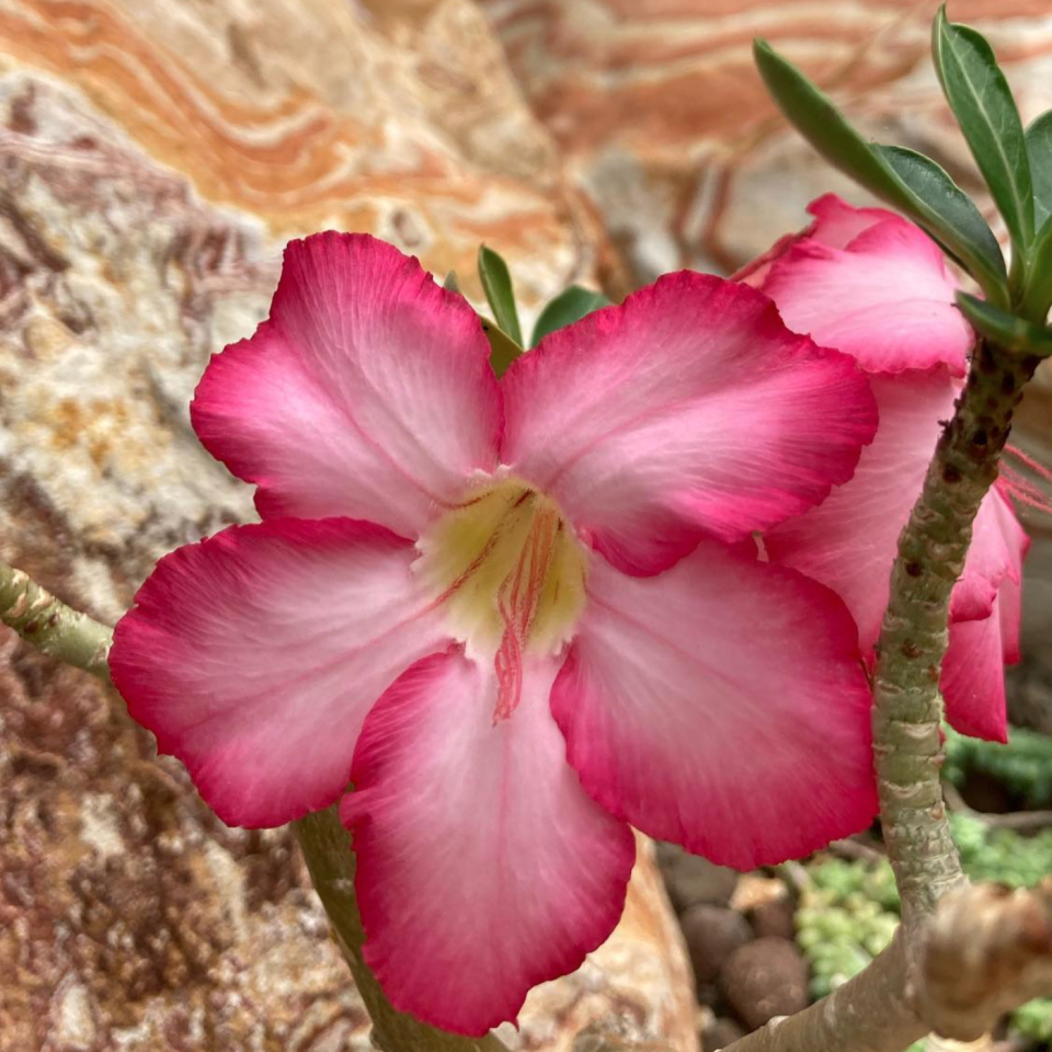 Large bright pink and light pink blooms next to desert rockery