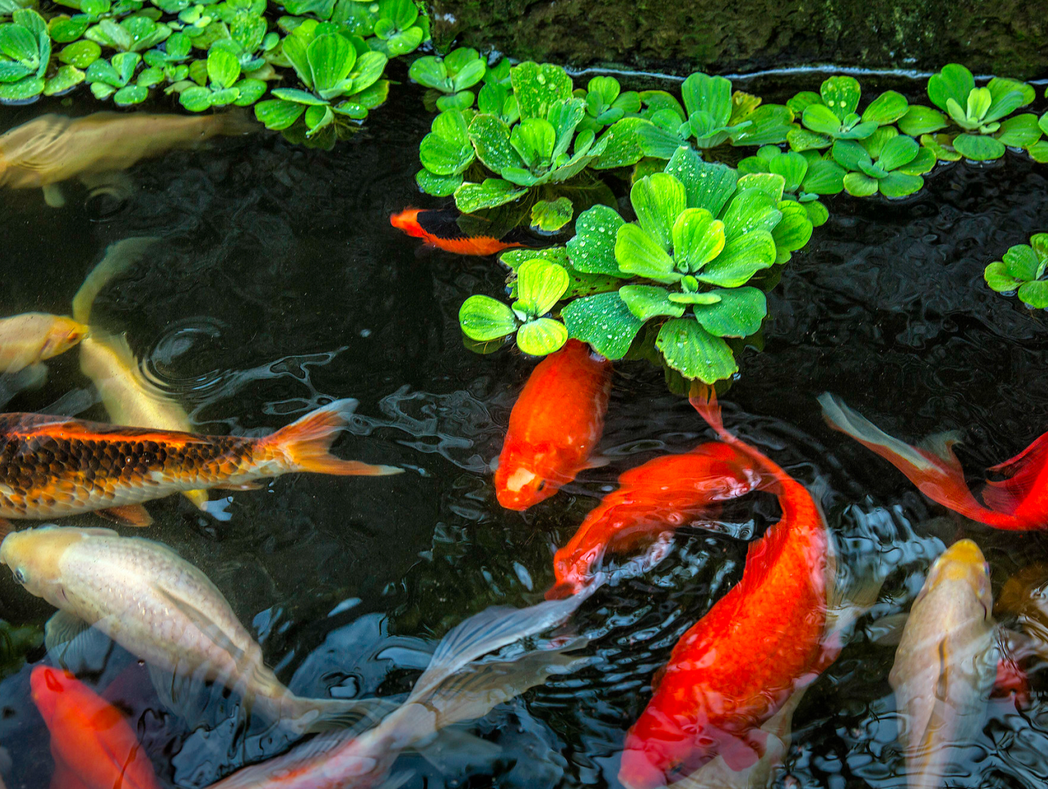 Orange, white, mottled koi and goldfish swimming in a dark pool under bright green plants