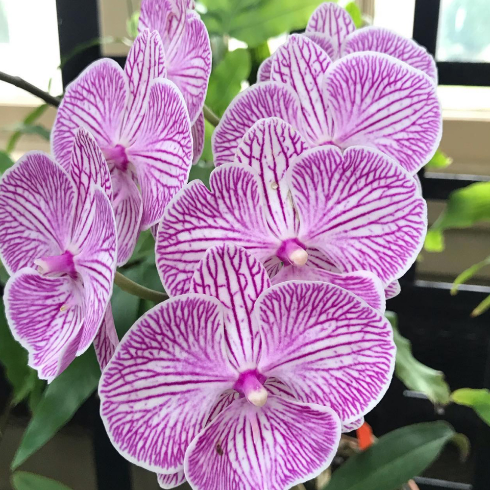 Purple veined white orchids