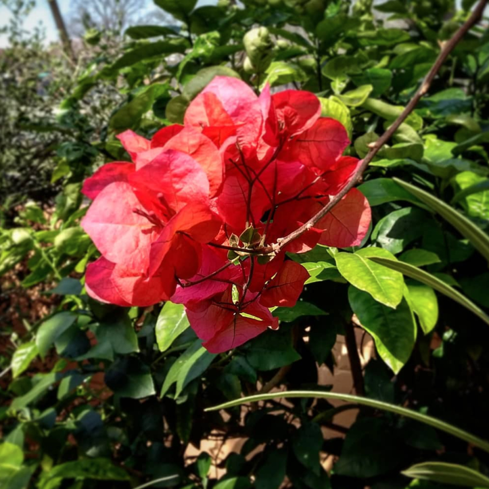 Red blooms with petals that resemble crumpled paper.
