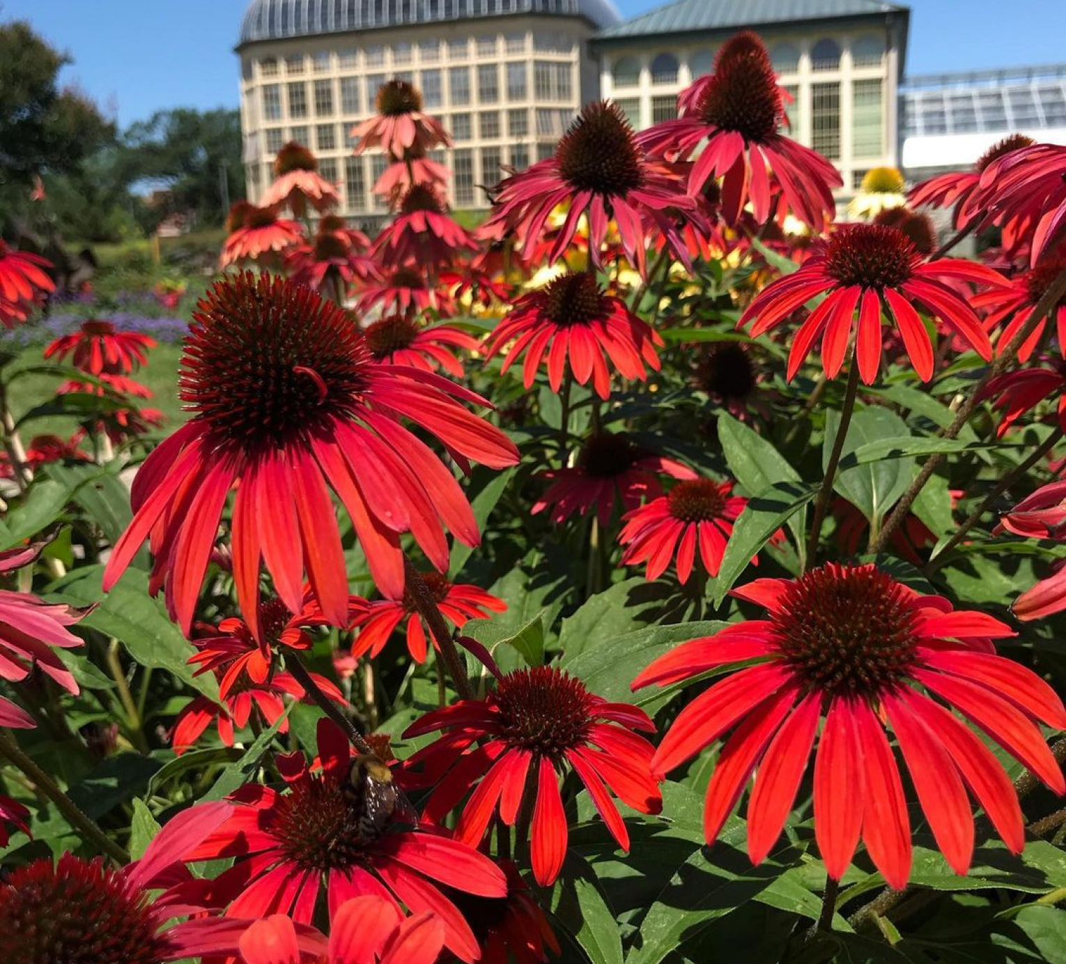 An outdoor bed full of red coneflowers on a sunny day