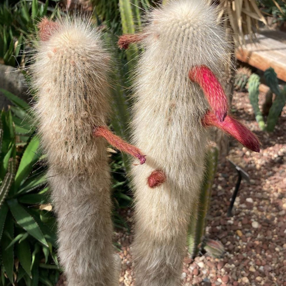 Tall skinny cacti covered in fuzzy grey hairs with thin red flowers