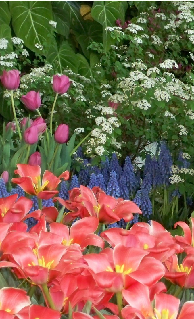 A variety of spring flowers, open pink and yellow tulips, grape, hyacinths, clusters of small white flowers