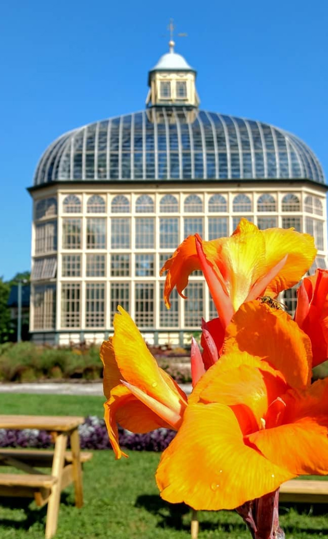 Bright orange Irises growing outside the Conservatory on a clear summer day