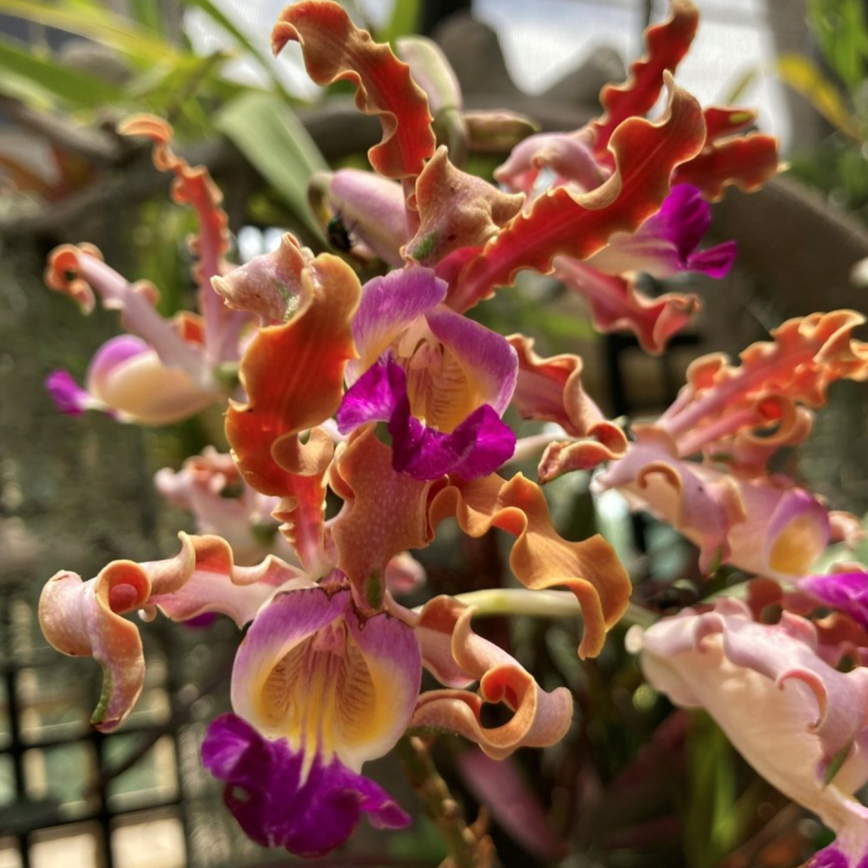 Curly petaled pink, white, and orange orchids