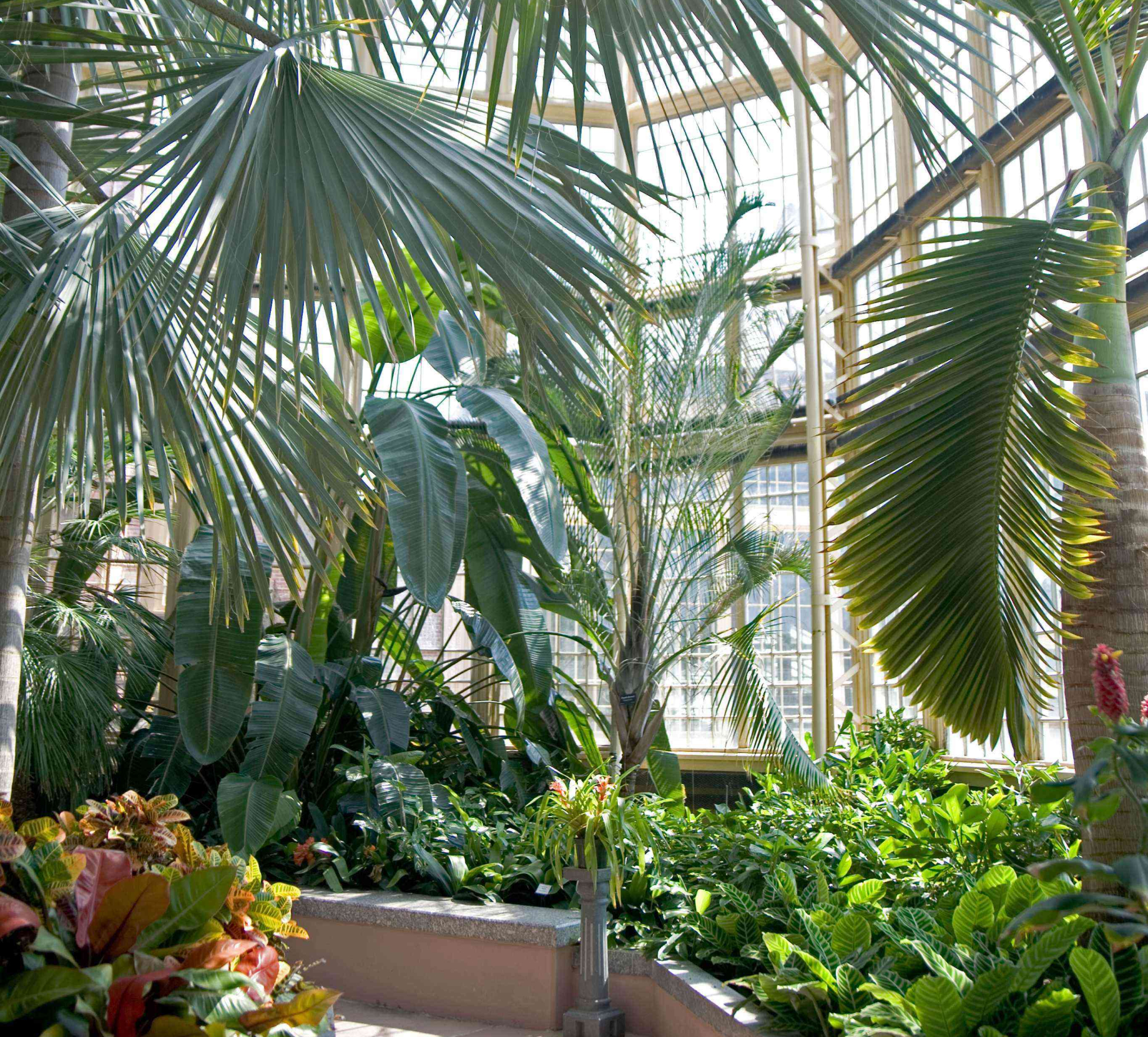 Walkway in the Palm House with a canopy of palm fronds and tropical plants growing below the palm trees